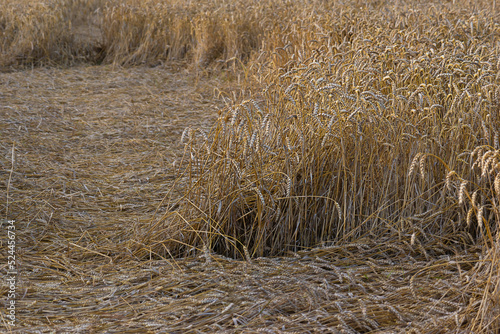 Spoiled crop of cereals, wheat on the field.