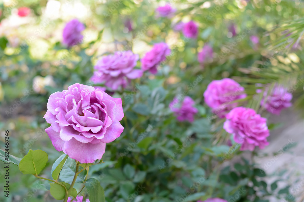 Beautiful violet rose flower blooming outdoors on sunny day, closeup. Space for text