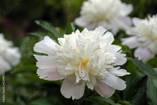 Beautiful blooming white peony growing in garden  closeup