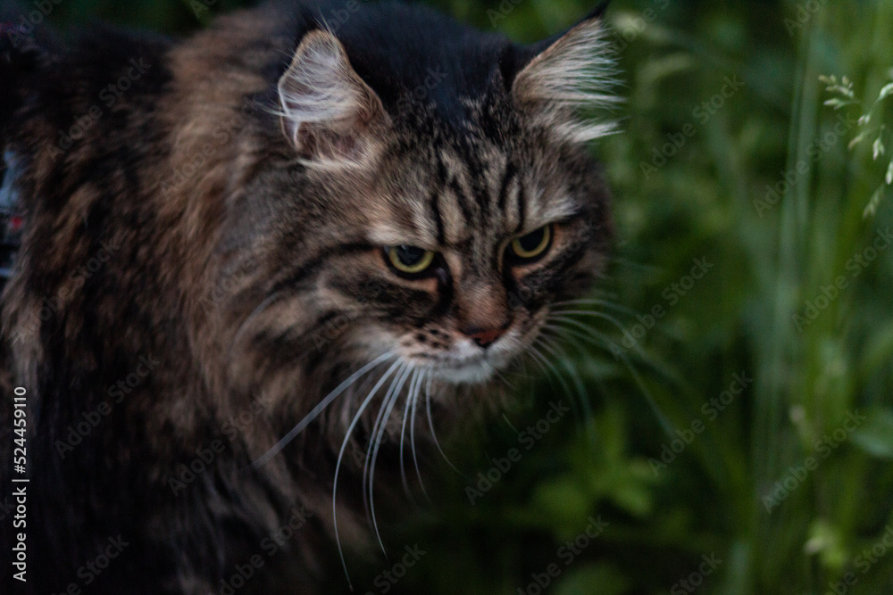 A beautiful serious gray cat with green eyes walks in the green grass. Blurred background. Close-up.
