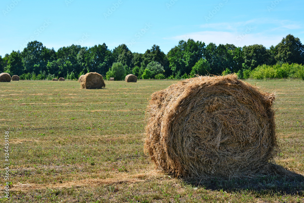 rolled haystack on empty agricultural field in sunny day, close-up