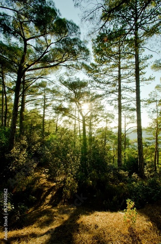 Fototapeta Naklejka Na Ścianę i Meble -  Sunrays emerging through a forest of pine trees at golden hour, on Troodos mountain, in Limassol, Cyprus