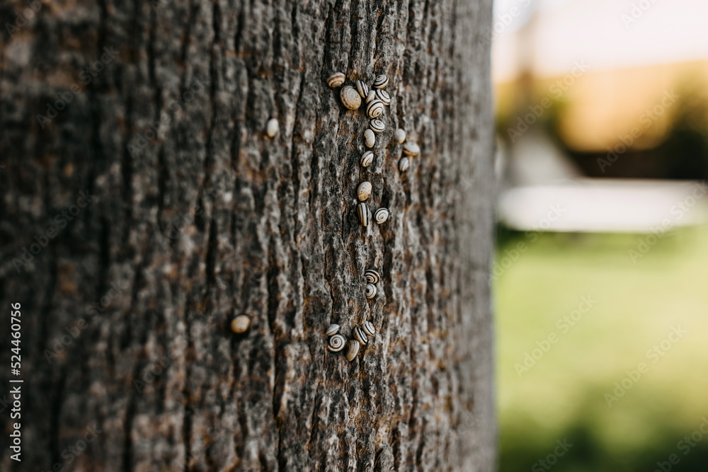 Small snails on palm tree bark, closeup. Small snails on palm tree bark, closeup.