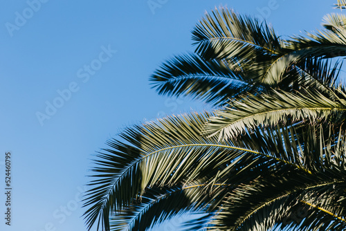 palm tree leafs on blue sky background