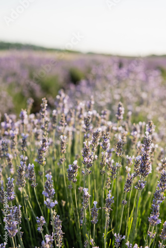 close up view of lavender flowers blooming in summer meadow.