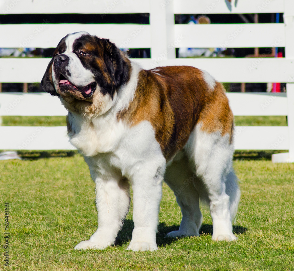 A big beautiful brown and white Saint Bernard dog standing on the grass. St Bernard dogs are well known for their intelligence, strength and obedience.
A big beautiful brown and white Saint Bernard dog standing on the grass. St Bernard dogs are well known for their intelligence, strength and obedience.