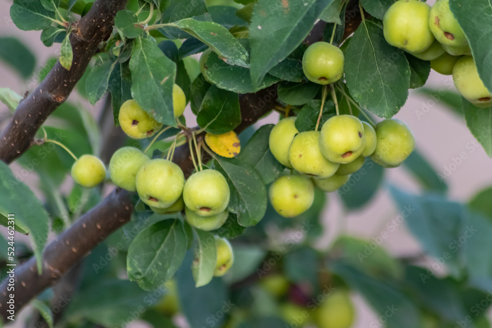 Unripe green cherry tree ripening in summer sunset in organic gardening idyll with green cherries with blurred background and copy space for healthy food harvest growing in cultivated plantation trees Unripe green cherry tree ripening in summer sunset in organic gardening idyll with green cherries with blurred background and copy space for healthy food harvest growing in cultivated plantation trees