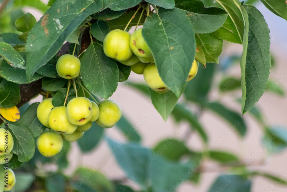 Unripe green cherry tree ripening in summer sunset in organic gardening idyll with green cherries with blurred background and copy space for healthy food harvest growing in cultivated plantation trees