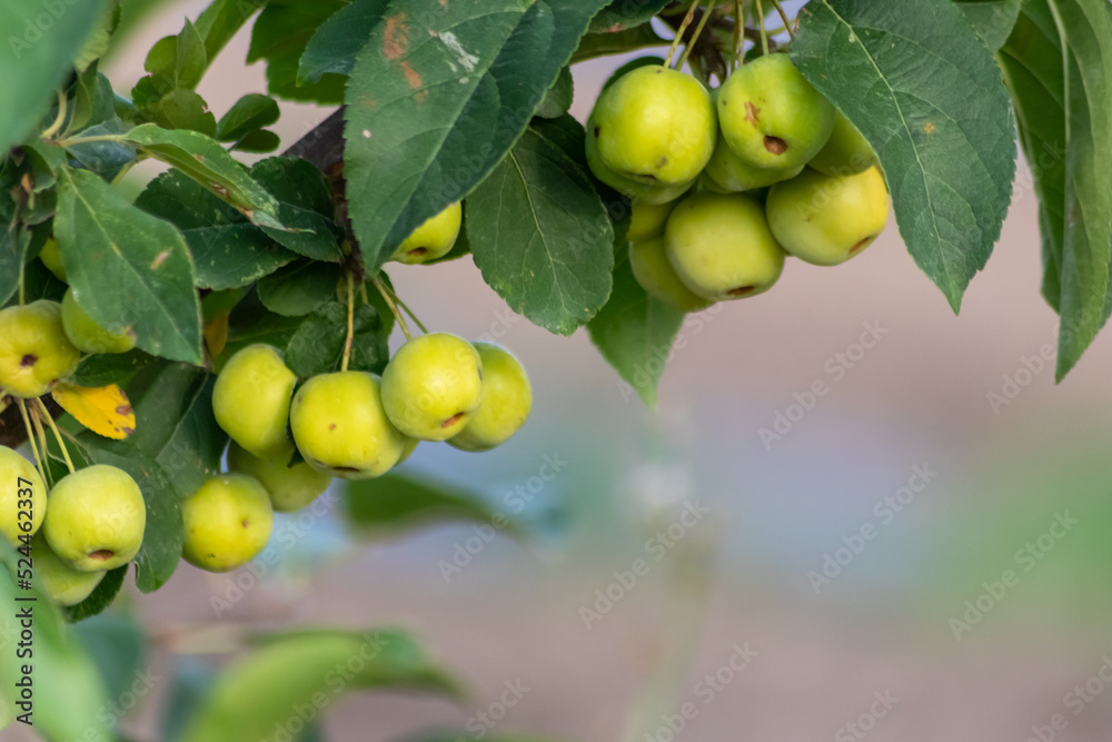 Unripe green cherry tree ripening in summer sunset in organic gardening idyll with green cherries with blurred background and copy space for healthy food harvest growing in cultivated plantation trees Unripe green cherry tree ripening in summer sunset in organic gardening idyll with green cherries with blurred background and copy space for healthy food harvest growing in cultivated plantation trees
