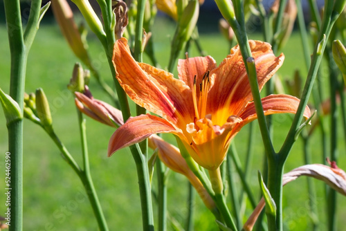 Single colorful blooming orange lily flower outdoors in summer for a postcard or card design.