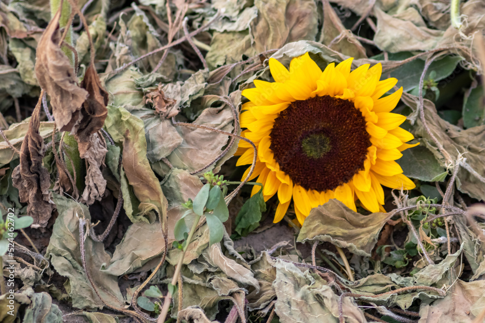 Drought with dry and withered sunflowers in extreme heat periode with hot temperatures and no