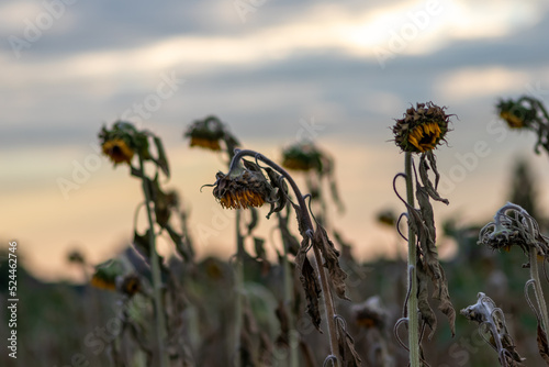 Drought with dry and withered sunflowers in extreme heat periode with hot temperatures and no rainfall due to global warming causes crop shortfall with water shortage on agricultural sunflower fields photo