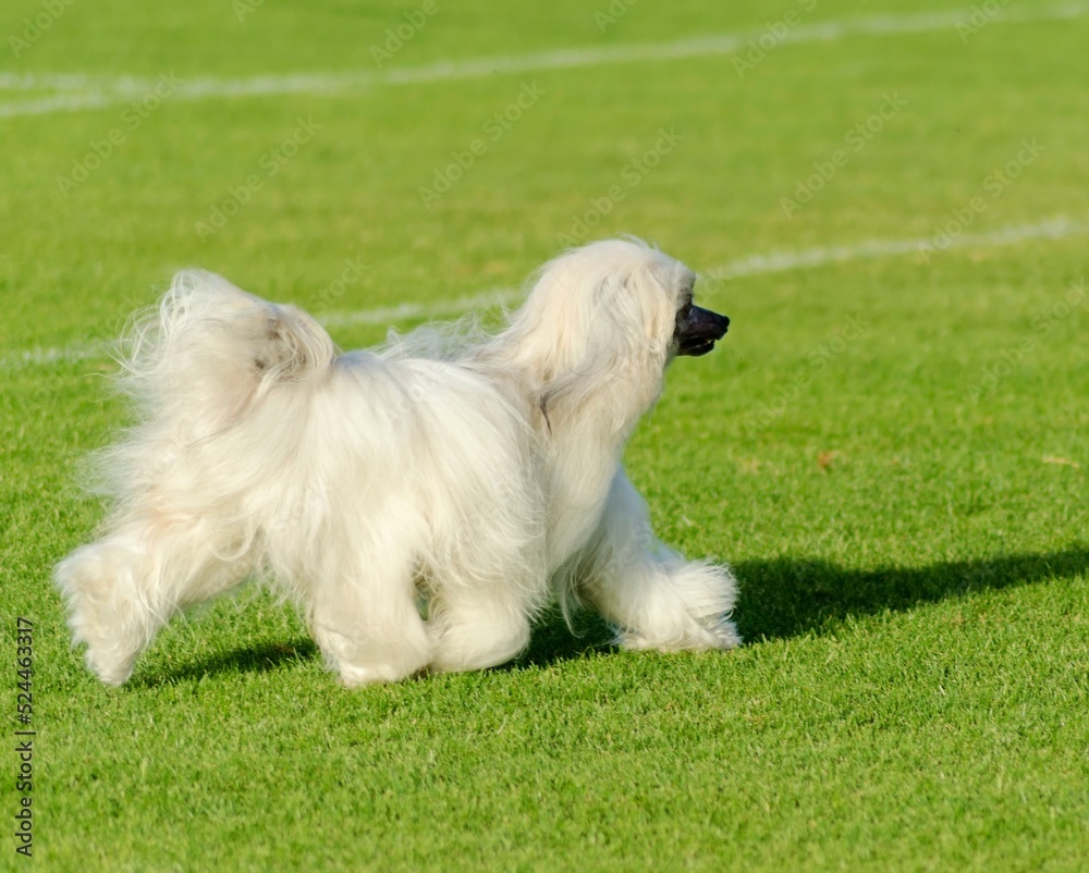 A small white long fur groomed Chinese Crested dog Powderpuff walking on the grass looking very elegant.
