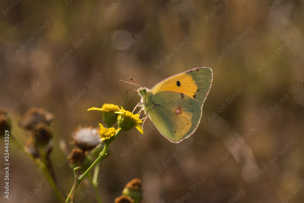 Clouded Yellow (Colias croceus)