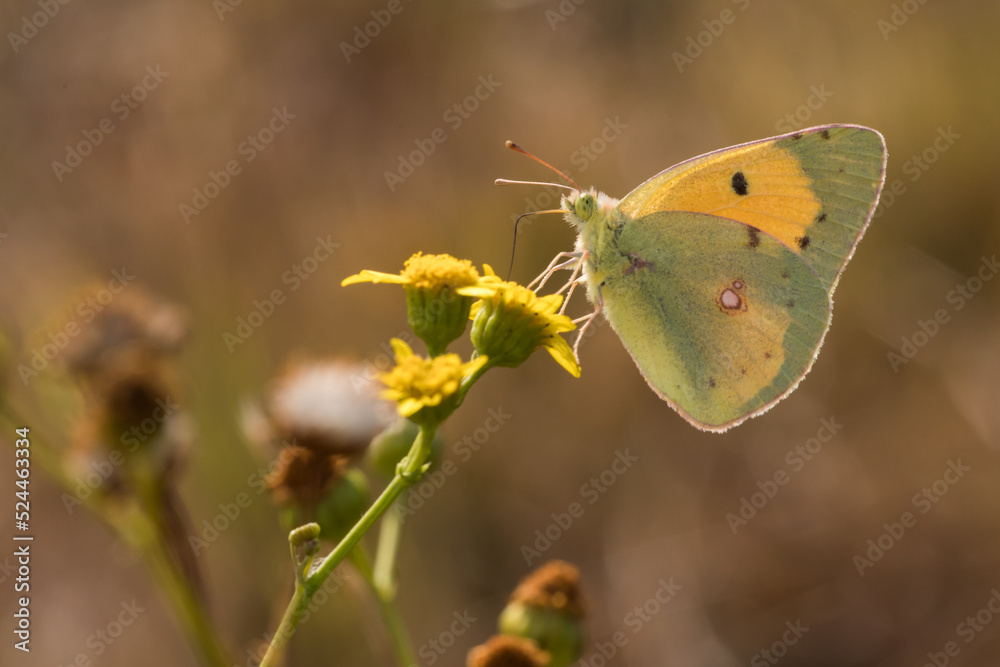 Clouded Yellow (Colias croceus)
