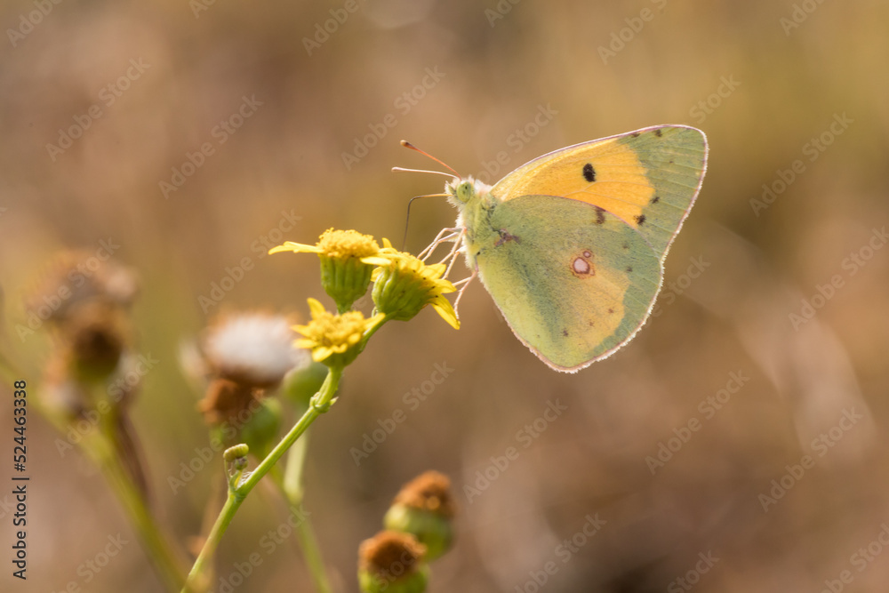Clouded Yellow (Colias croceus)