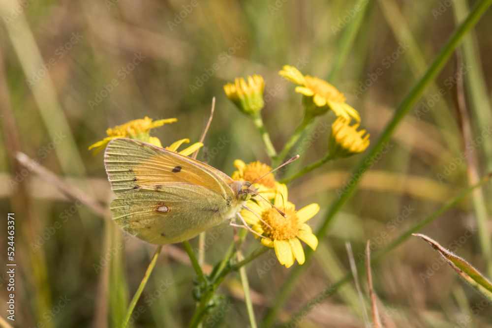 Clouded Yellow (Colias croceus)