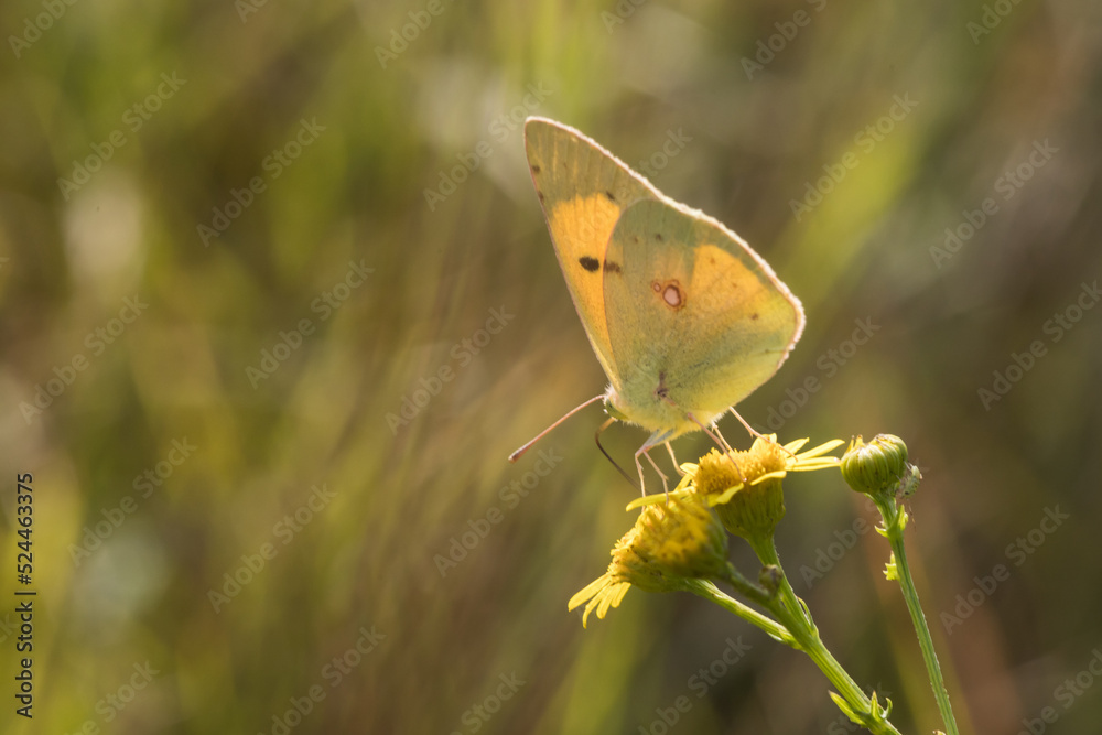 Clouded Yellow (Colias croceus)