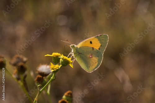 Obraz na płótnie Clouded Yellow (Colias croceus) w salonie