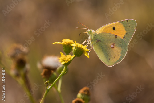 Obraz na płótnie Clouded Yellow (Colias croceus) w salonie