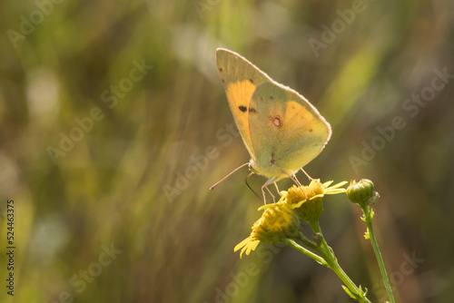 Obraz na płótnie Clouded Yellow (Colias croceus) w salonie