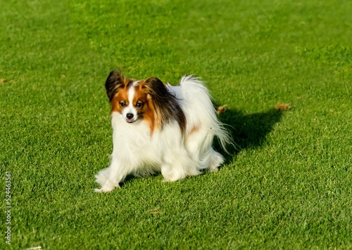 A small white and red papillon dog (aka Continental toy spaniel) walking on the grass looking very friendly and beautiful on a green background
