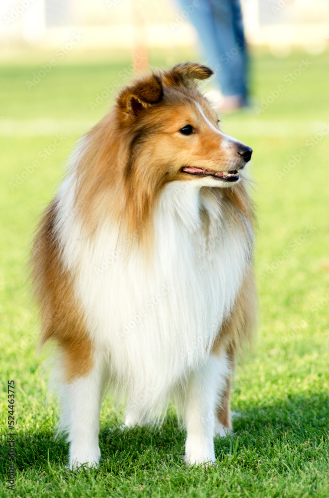 A beautiful groomed sable white Shetland Sheepdog (aka mini collie) dog standing outside on green grass background