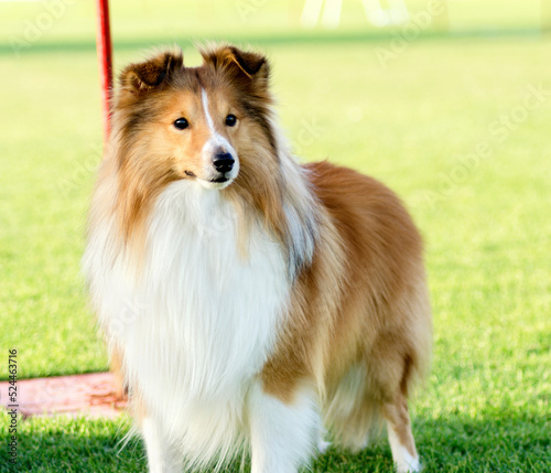 A beautiful groomed sable white Shetland Sheepdog (aka mini collie) dog standing outside on green grass background