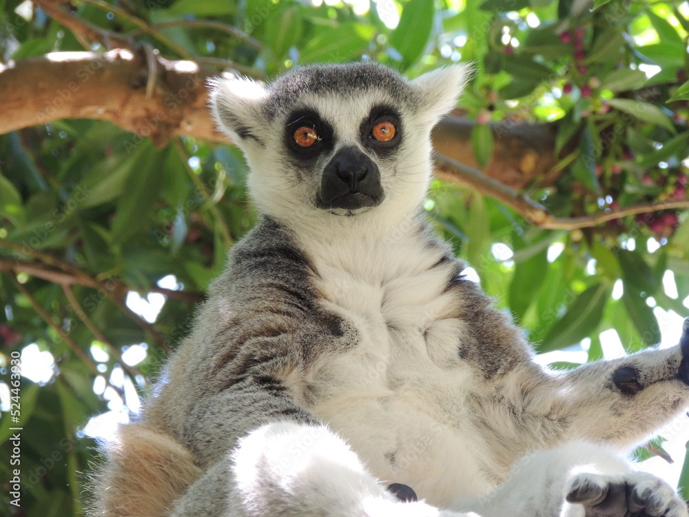 Lemur de mirada perdida