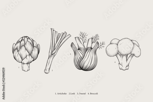 Vegetables fennel, leek, broccoli, artichoke. Vector drawing, illustration, sketch. Natural spicy herb. Vintage graphic drawing.