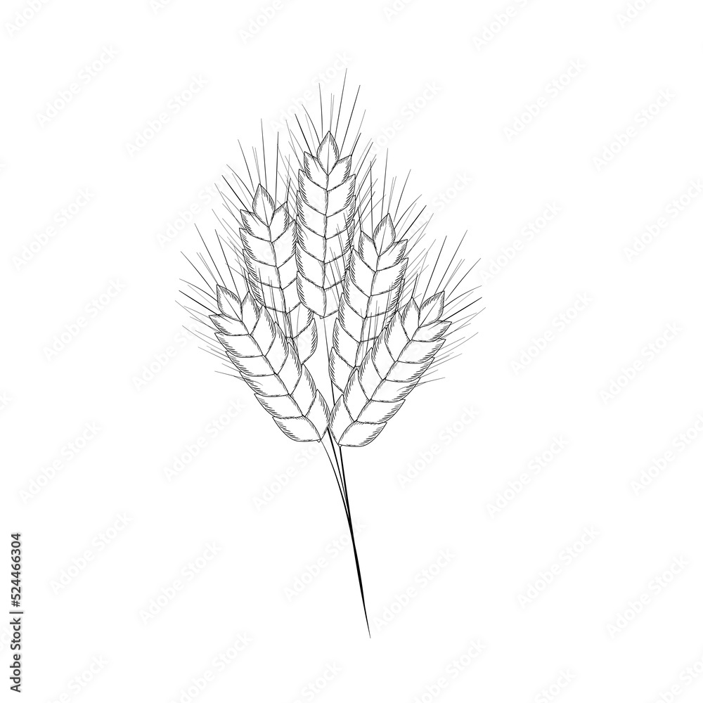 Fototapeta premium Hand-drawn wheat spikelets, sketch. Vector illustration of wheat frames. Simple pencil style.