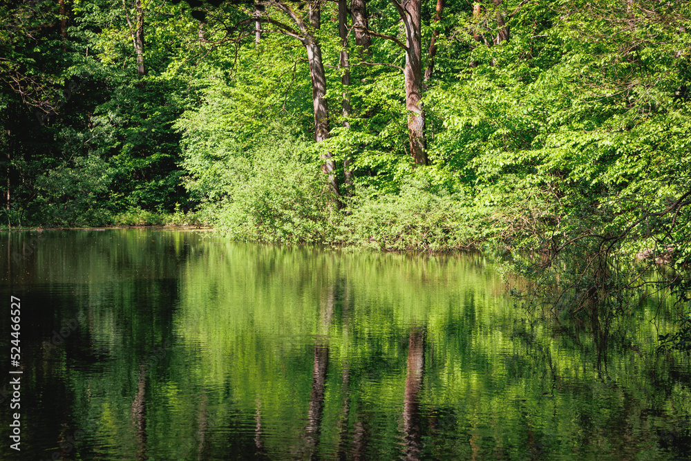 Pond in Kabaty Woods - woodland park in Warsaw city, Poland