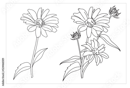 set of chamomile flowers, gerbera doodle style, illustration for coloring book, coloring pages