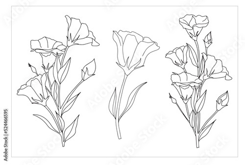 set of eustoma, lisianthus, tulip flowers in doodle style, illustration for coloring book, coloring pages.ai photo