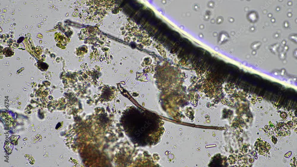 microorganisms and soil biology, with nematodes and fungi under the ...