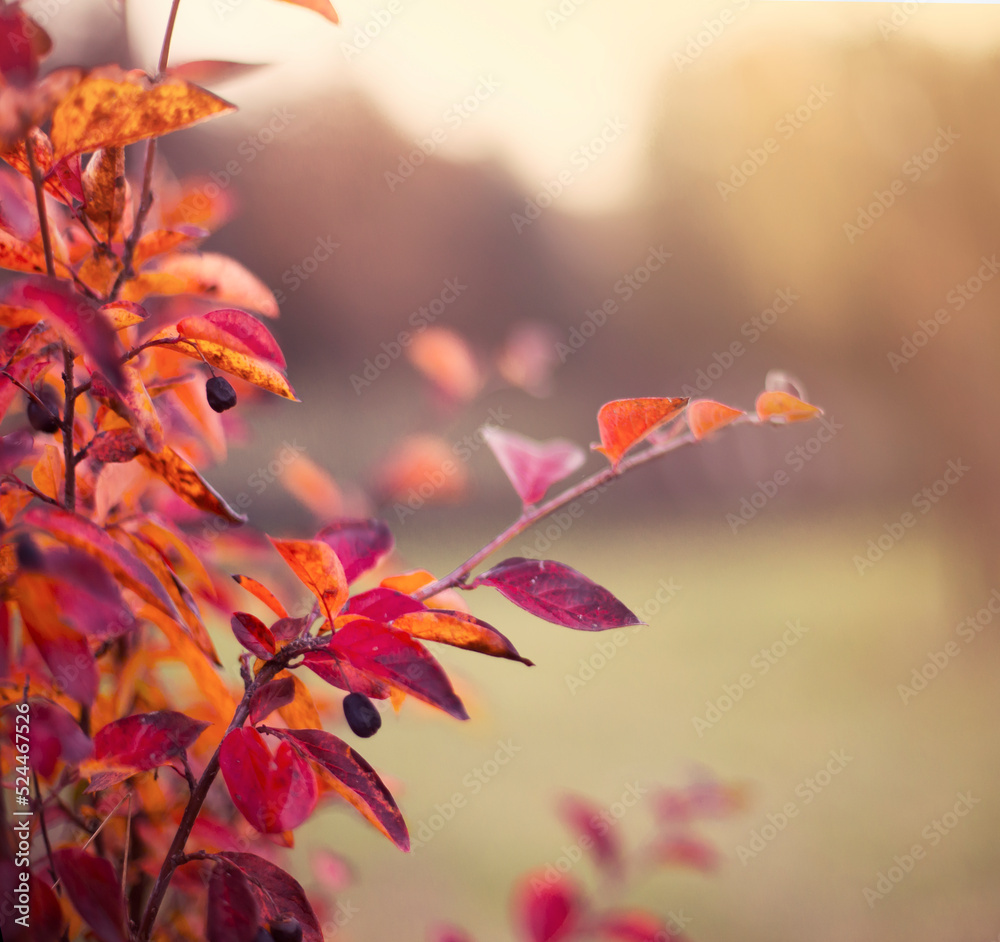 Beautiful autumn background with colorful leaves Beautiful autumn background with colorful leaves