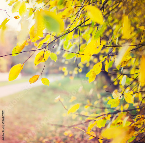 beautiful autumn nature background with colorful red and yellow leaves  © iravgustin