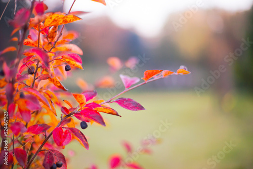 Beautiful autumn background with colorful leaves  © iravgustin