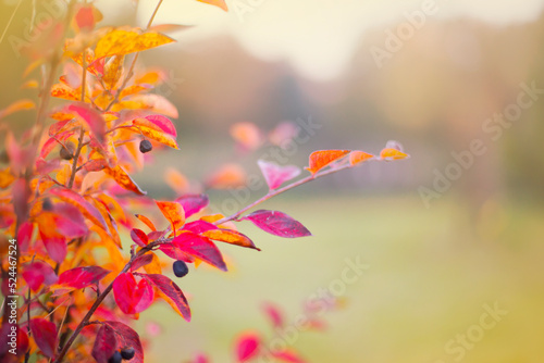 Beautiful autumn background with colorful leaves  © iravgustin