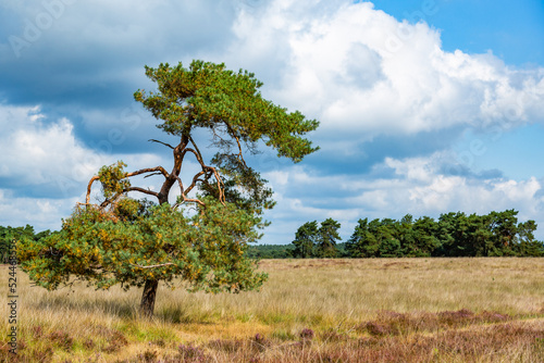 Heath landscape in summertime