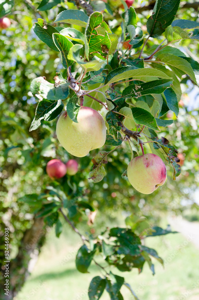 Äpfel am Baum, Nahaufnahme
