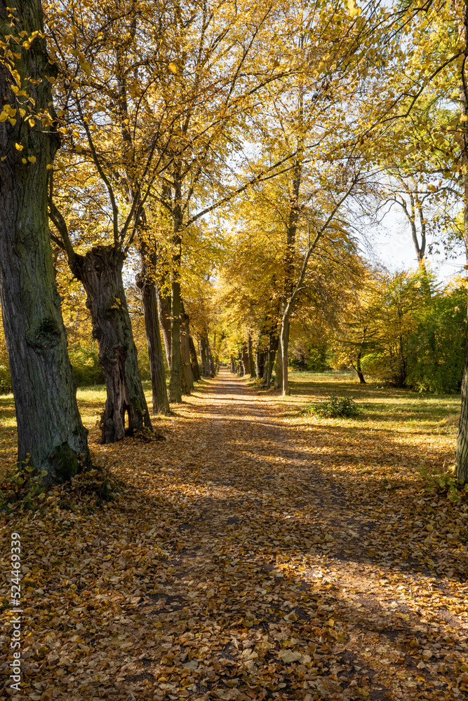 Path with avenue trees and autumn leaves