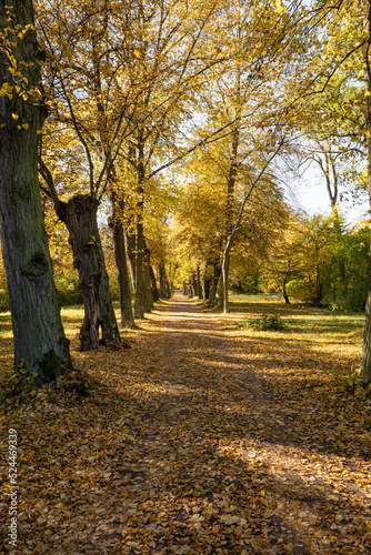 Path with avenue trees and autumn leaves