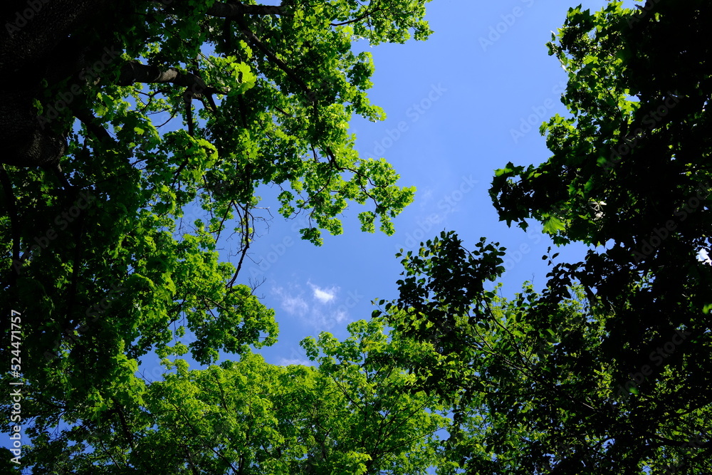 Obraz premium Sommer in Wien