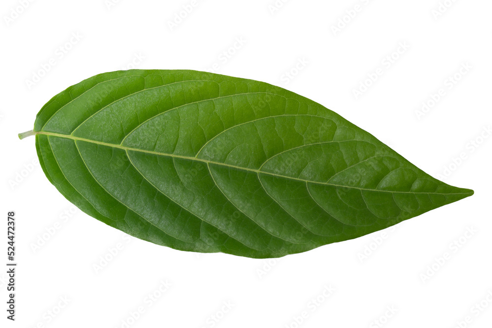 Obraz premium green leaf isolated on alpha background.