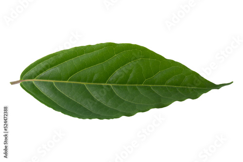 green leaf isolated on alpha background.