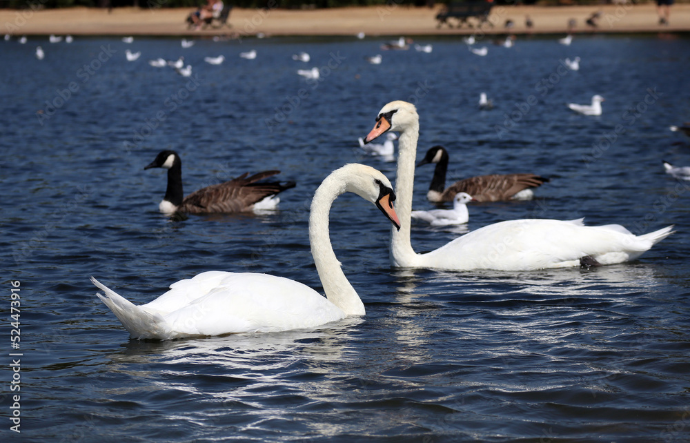 Swans and seagulls in a pond in Hyde Park in London on a sunny day