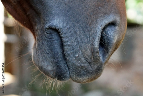 selective focus of horse nose taken close up  © tbr