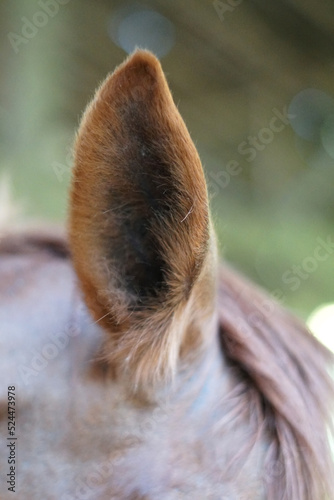 selective focus of horse ear taken close up