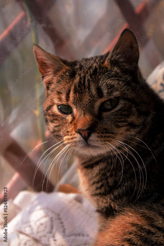 Close up of the Cat's mouth. Head of a rusty gray cat with large green eyes Close up of the Cat's mouth. Head of a rusty gray cat with large green eyes
